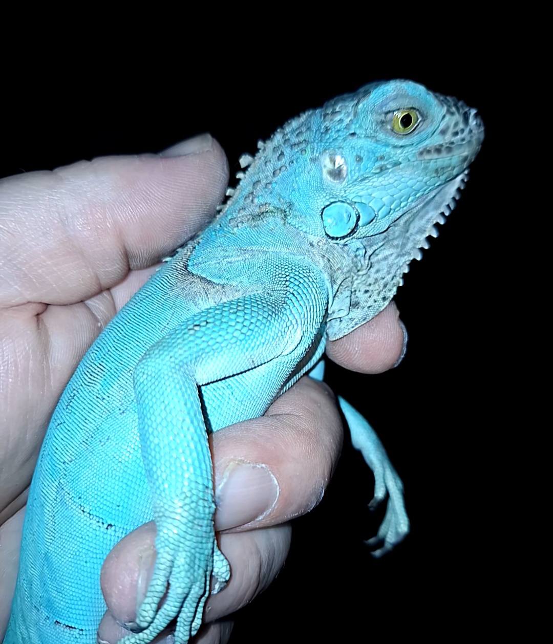 Blue Iguanas Expected this summer